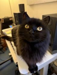 Reunited Male Cat last seen Stark, Winston-Salem, NC 27103