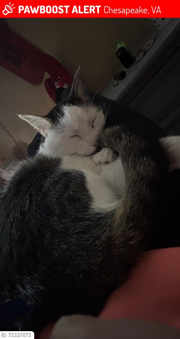 Lost Female Cat last seen Terry drive 23321, Chesapeake, VA 23321