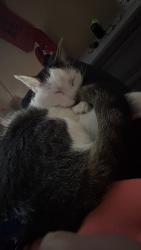 Lost Female Cat last seen Terry drive 23321, Chesapeake, VA 23321
