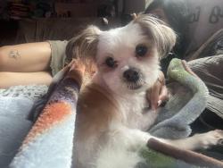 Lost Male Dog last seen E 67th Terrace & Cleveland Ave, Kansas City, MO 64132