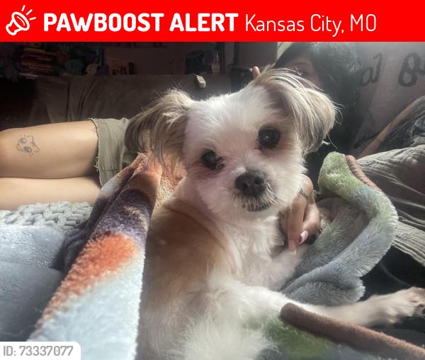 Lost Male Dog last seen E 67th Terrace & Cleveland Ave, Kansas City, MO 64132