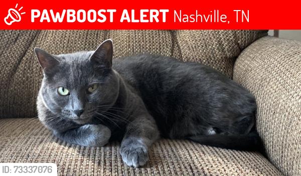 Lost Female Cat last seen Arrive Bellevue apmts, Nashville, TN 37221