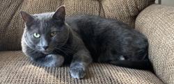 Lost Female Cat last seen Arrive Bellevue apmts, Nashville, TN 37221