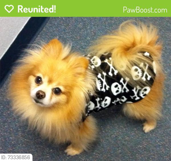 Reunited Male Dog last seen Lombard, Gig Harbor, WA 98335