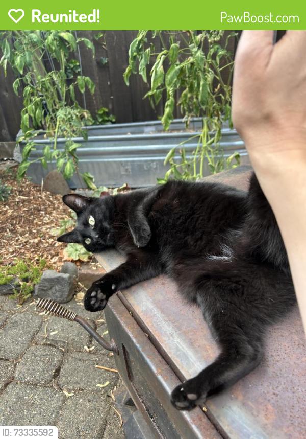 Reunited Female Cat last seen Near SE Brooklyn St. Portland OR, Portland, OR 97206
