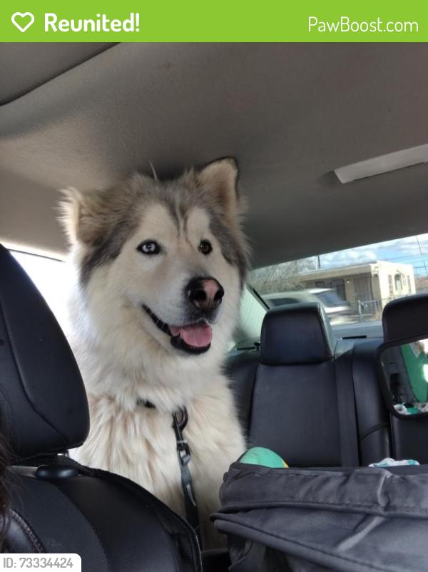 Reunited Male Dog last seen Yale & Avienda Cesar Chavez, Albuquerque, NM 87106