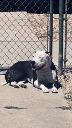 Lost Female Dog last seen Counter dr, Adams County, CO 80640
