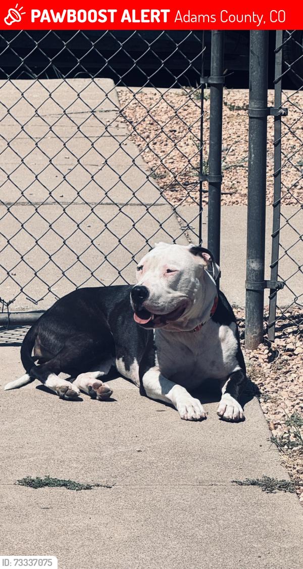 Lost Female Dog last seen Counter dr, Adams County, CO 80640