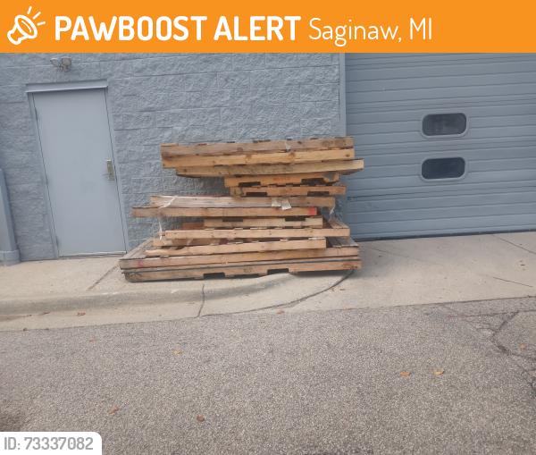 Found/Stray Unknown Cat last seen Behind Macksood's on Tittabawasee, Saginaw, MI 48607
