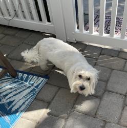 Reunited Female Dog last seen Leon st Oceanside,CA, Oceanside, CA 92057