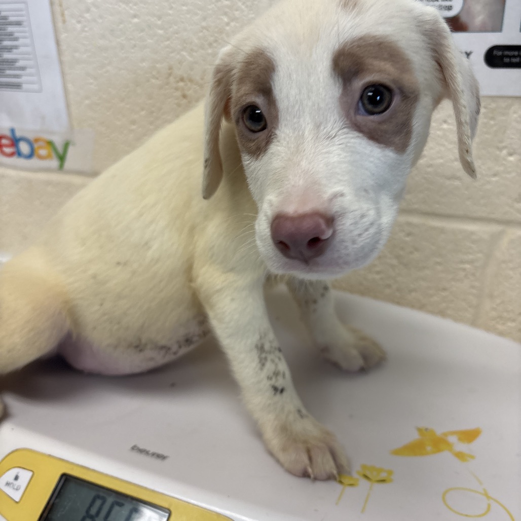 Shelter Stray Female Dog last seen , 2350 Appling City Cove, Memphis, TN 38133, USA