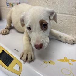Shelter Stray Female Dog last seen , 2350 Appling City Cove, Memphis, TN 38133, USA