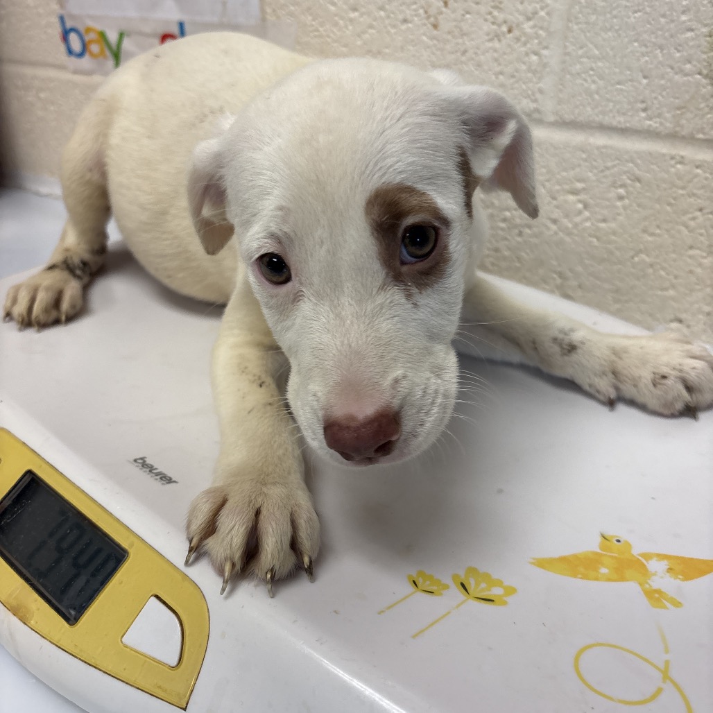 Shelter Stray Female Dog last seen , 2350 Appling City Cove, Memphis, TN 38133, USA