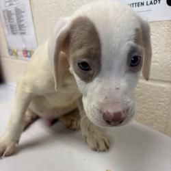Shelter Stray Male Dog last seen , 2350 Appling City Cove, Memphis, TN 38133, USA