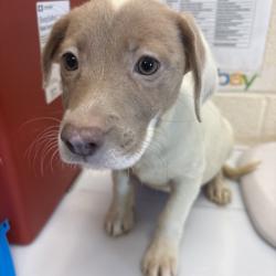 Shelter Stray Female Dog last seen , 2350 Appling City Cove, Memphis, TN 38133, USA