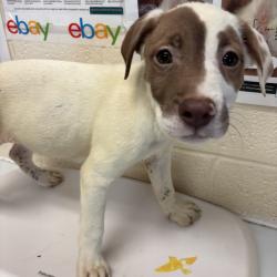 Shelter Stray Male Dog last seen , 2350 Appling City Cove, Memphis, TN 38133, USA