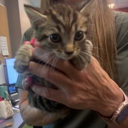 Shelter Stray Male Cat last seen , 3428 S Jenkins Ave, Norman, OK 73072, USA