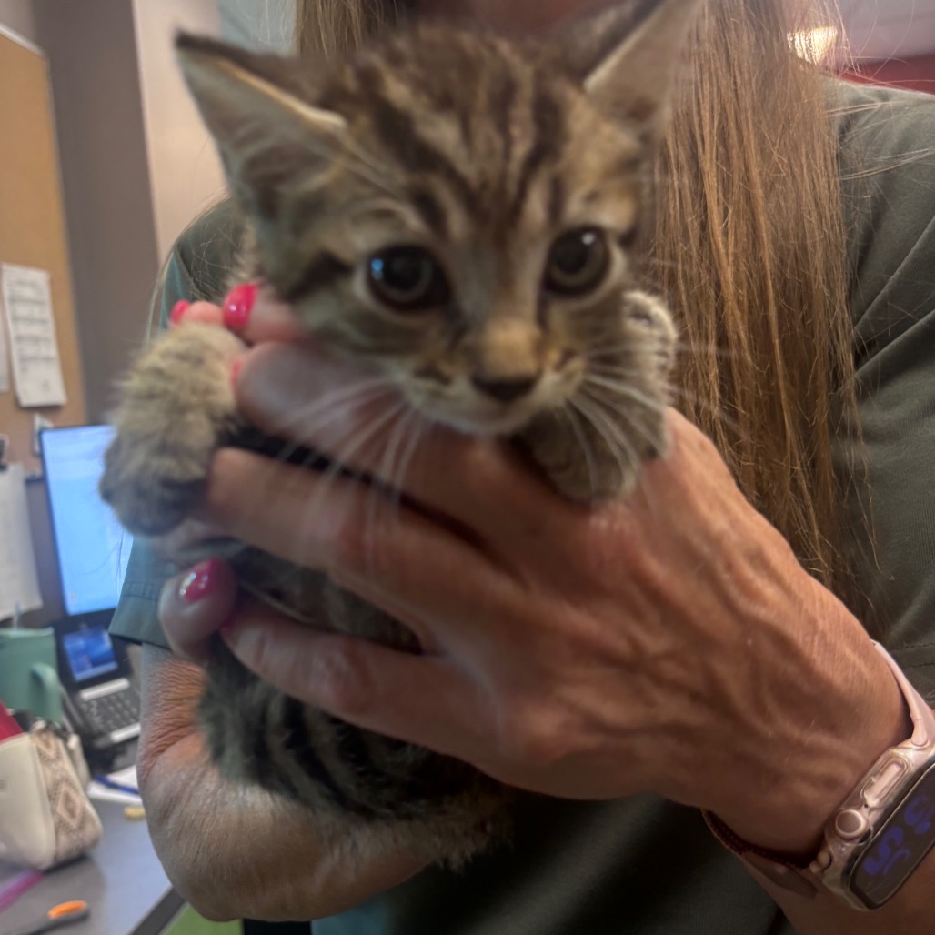 Shelter Stray Male Cat last seen , 3428 S Jenkins Ave, Norman, OK 73072, USA