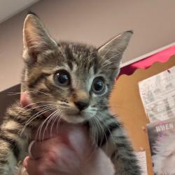 Shelter Stray Male Cat last seen , 3428 S Jenkins Ave, Norman, OK 73072, USA