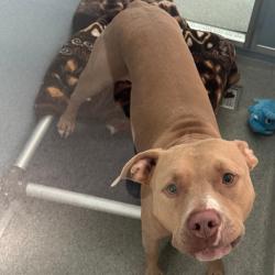 Shelter Stray Male Dog last seen , 21800 Central Ave, Matteson, IL 60443, USA