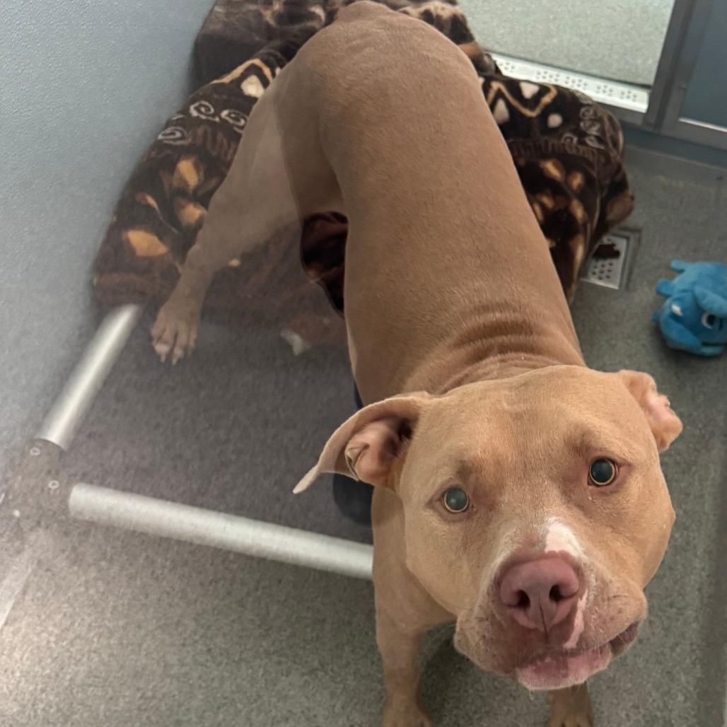 Shelter Stray Male Dog last seen , 21800 Central Ave, Matteson, IL 60443, USA