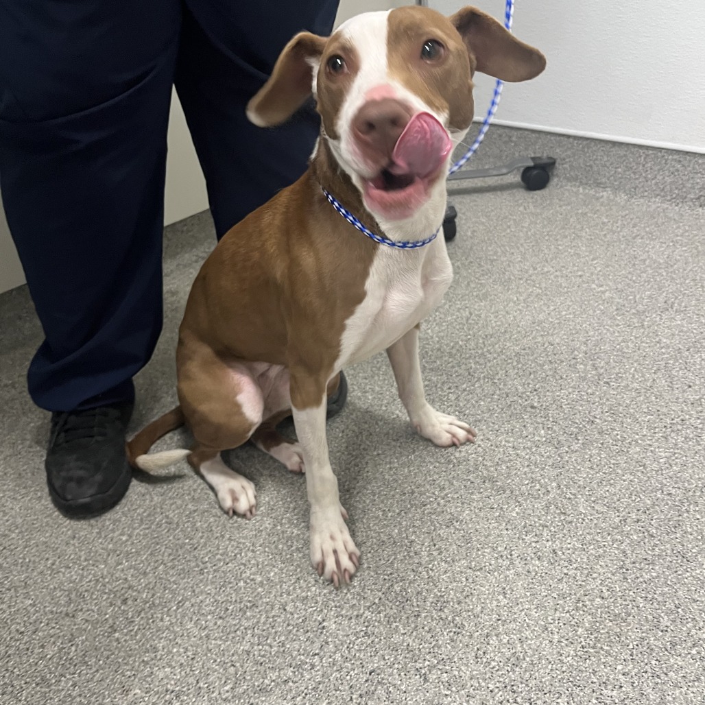 Shelter Stray Female Dog last seen , 21800 Central Ave, Matteson, IL 60443, USA