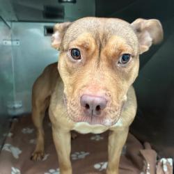 Shelter Stray Female Dog last seen , Animal Care & Control Team of Philly, 111 W Hunting Park Ave, Philadelphia, PA 19140, USA