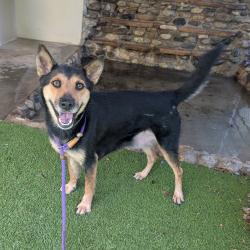 Shelter Stray Female Dog last seen , 361 S Raymond Ave, Pasadena, CA 91105, USA