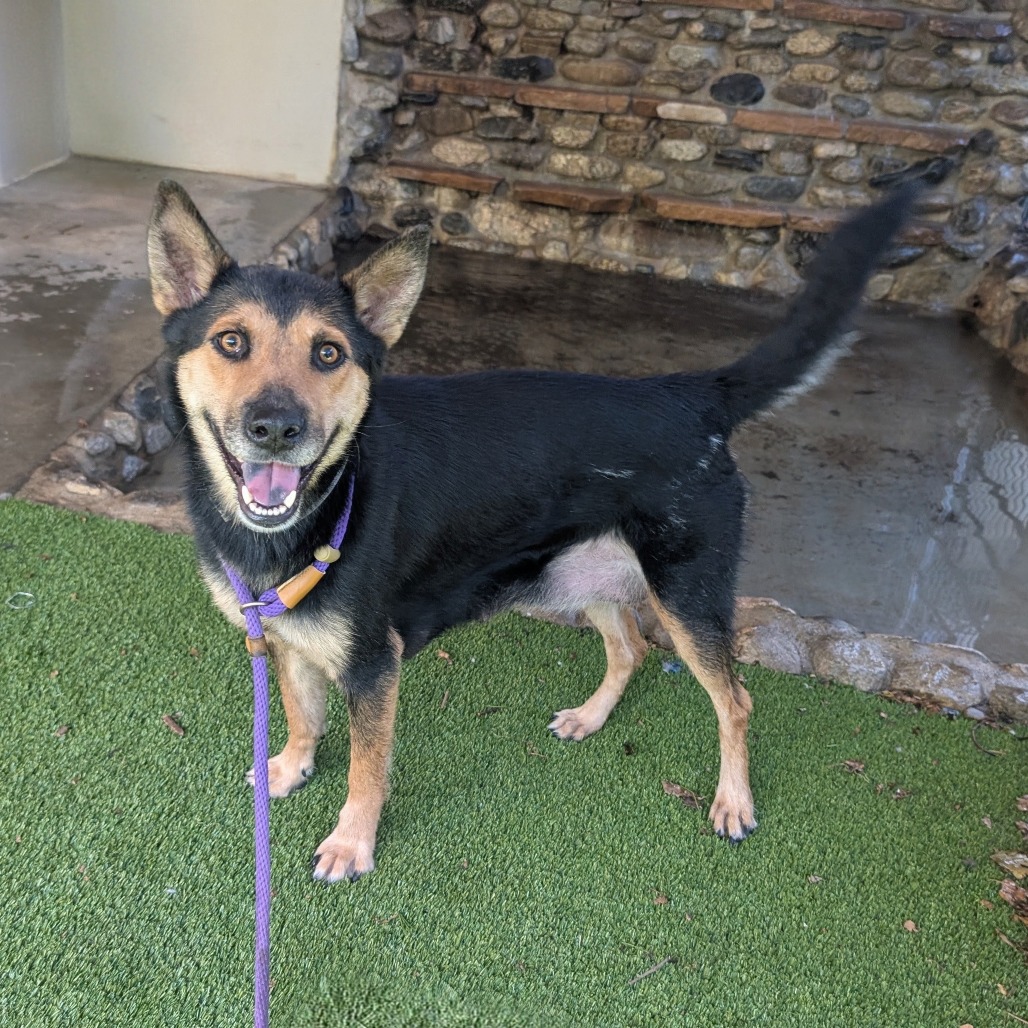 Shelter Stray Female Dog last seen , 361 S Raymond Ave, Pasadena, CA 91105, USA