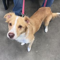Shelter Stray Male Dog last seen , 3607 N Armenia Ave, Tampa, FL 33607, USA
