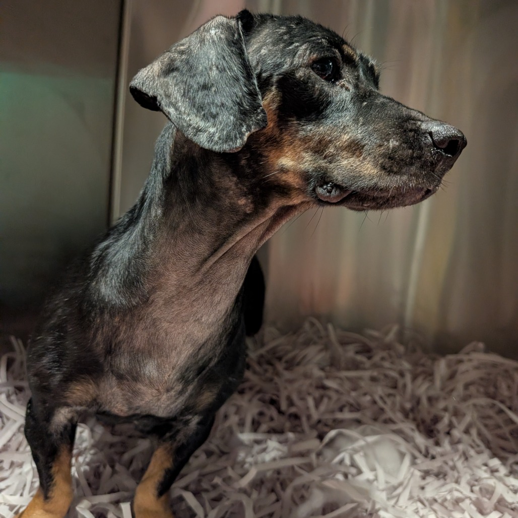 Shelter Stray Female Dog last seen , 3607 N Armenia Ave, Tampa, FL 33607, USA
