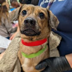 Shelter Stray Female Dog last seen , 3607 N Armenia Ave, Tampa, FL 33607, USA