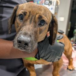 Shelter Stray Female Dog last seen , 3607 N Armenia Ave, Tampa, FL 33607, USA