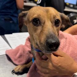 Shelter Stray Male Dog last seen , 3607 N Armenia Ave, Tampa, FL 33607, USA