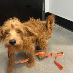 Shelter Stray Male Dog last seen , 3607 N Armenia Ave, Tampa, FL 33607, USA