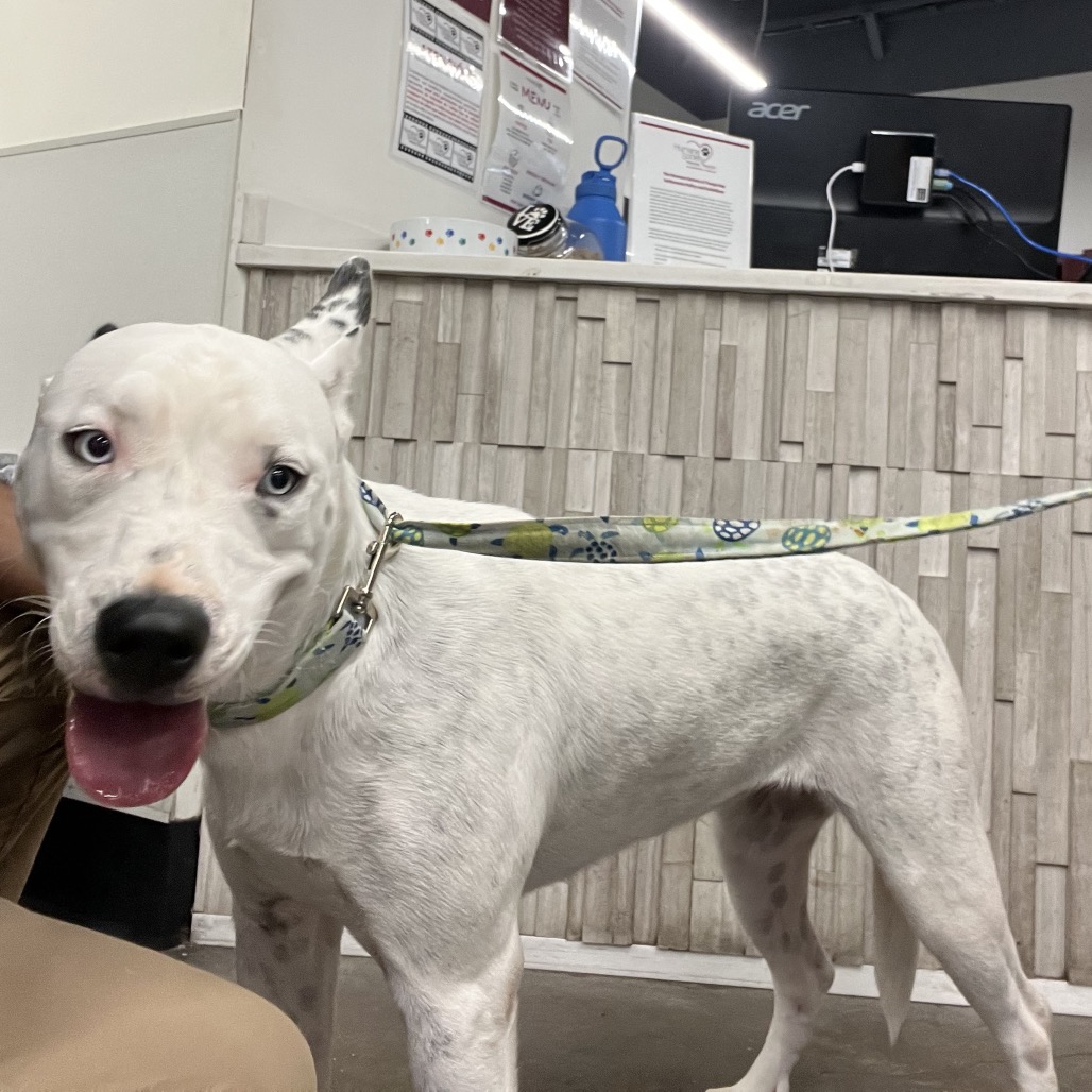 Shelter Stray Female Dog last seen , 3607 N Armenia Ave, Tampa, FL 33607, USA