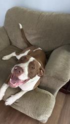 Reunited Male Dog last seen S 116th E Ave & E 37th St, Tulsa, OK 74146