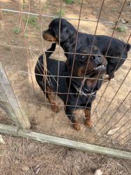 Lost Male Dog last seen Goochs Mill rd & Tommie Daniel rd, Granville County, NC 27565