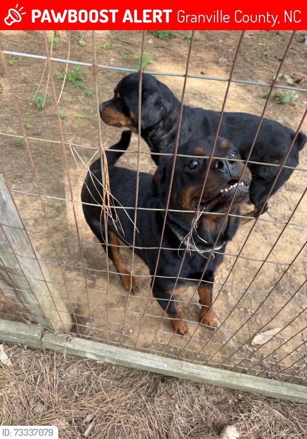Lost Male Dog last seen Goochs Mill rd & Tommie Daniel rd, Granville County, NC 27565