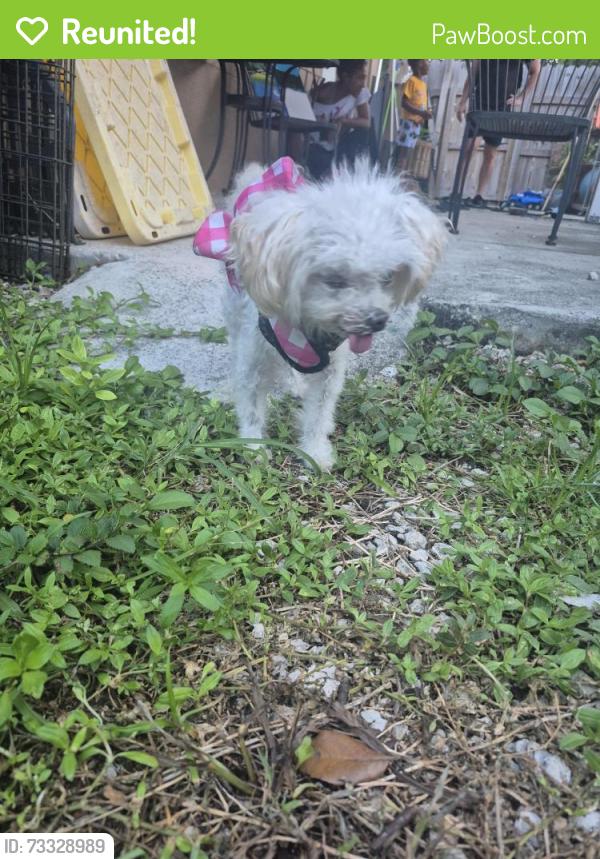 Reunited Female Dog last seen Andrews and NW 13st, Fort Lauderdale, FL 33311