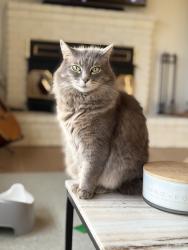 Reunited Female Cat last seen Rodriguez St and Juan Pablo Ln, Santa Cruz, CA 95062