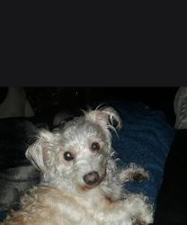 Reunited Female Dog last seen Eicher Ave and Conant Ave near Walmart, Modesto, CA 95350