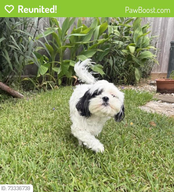 Reunited Female Dog last seen Bay Glen, Houston, TX 77062
