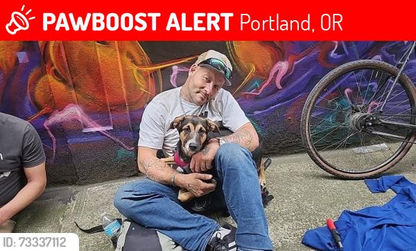 Lost Female Dog last seen Near NE 16th Ave, Portland, OR 97232, Portland, OR 97232