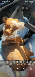 Found/Stray Female Dog last seen South drive, Fort Worth, TX 76132