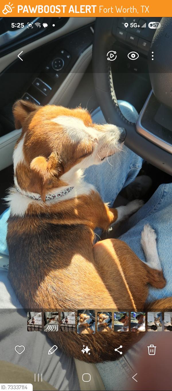 Found/Stray Female Dog last seen South drive, Fort Worth, TX 76132