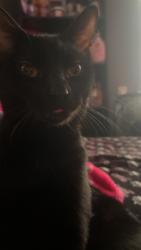 Reunited Male Cat last seen saddlebrook trails, Beasley, TX 77417