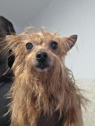 Found/Stray Female Dog last seen Geneva Way, Norfolk- close to ORF, Norfolk, VA 23513