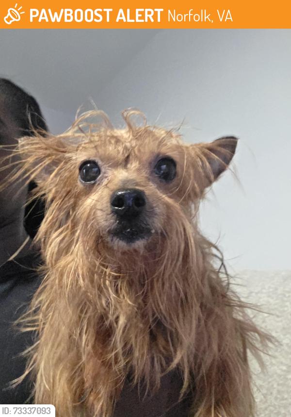 Found/Stray Female Dog last seen Geneva Way, Norfolk- close to ORF, Norfolk, VA 23513