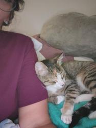Reunited Female Cat last seen Ridgecrest Courtyard apmts, Nampa, ID 83687